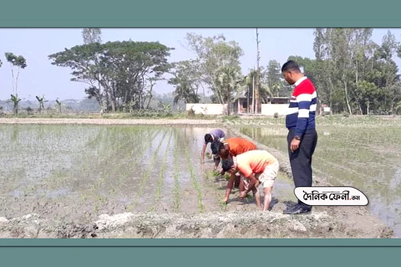 দাগনভূঞায় বোরো চাষে ব্যস্ত কৃষকরা